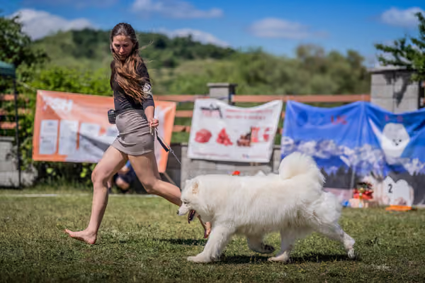 Samojed klub SK – Honor
