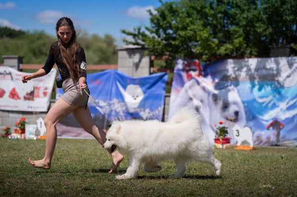 Samojed klub SK – Honor