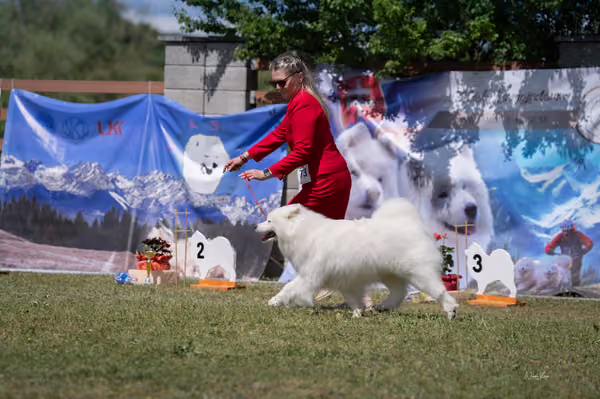 Samojed klub SK – Honor