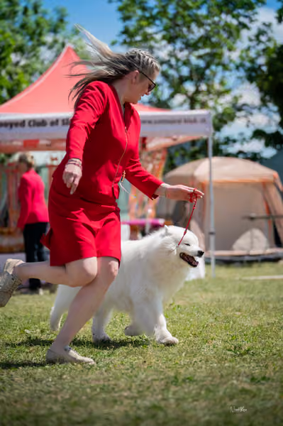 Samojed klub SK – Honor