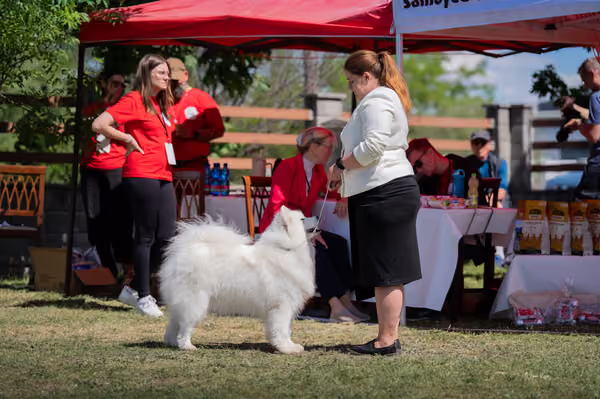 Samojed klub SK – Honor