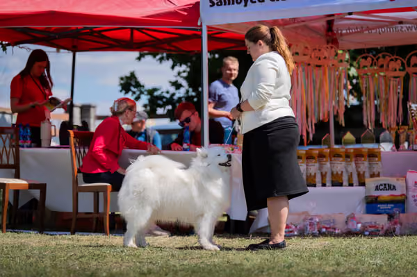 Samojed klub SK – Honor