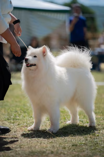 Samojed klub SK – Honor