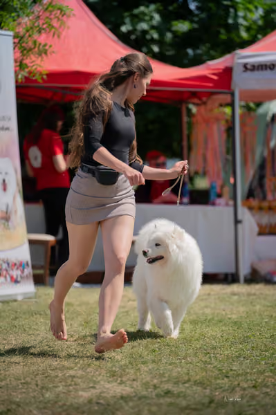Samojed klub SK – Honor