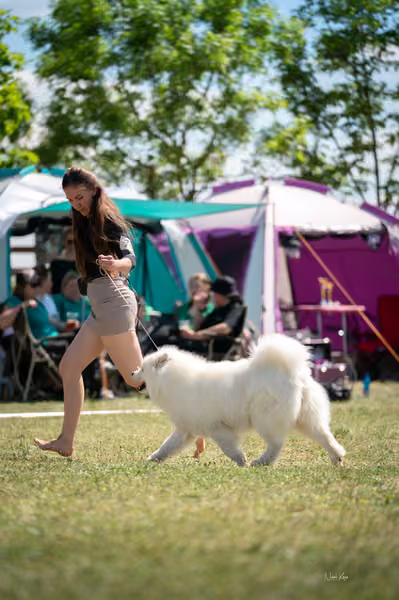 Samojed klub SK – Honor