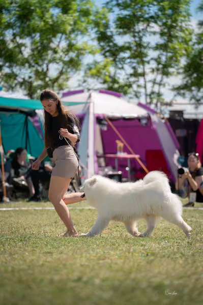 Samojed klub SK – Honor