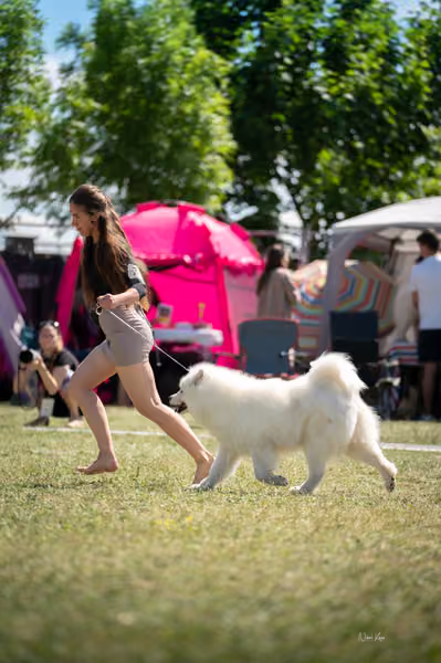 Samojed klub SK – Honor
