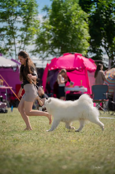 Samojed klub SK – Honor