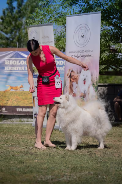 Samojed klub SK – Honor