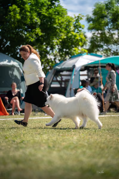 Samojed klub SK – Honor