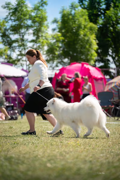 Samojed klub SK – Honor