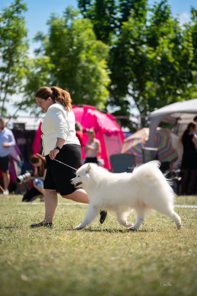 Samojed klub SK – Honor