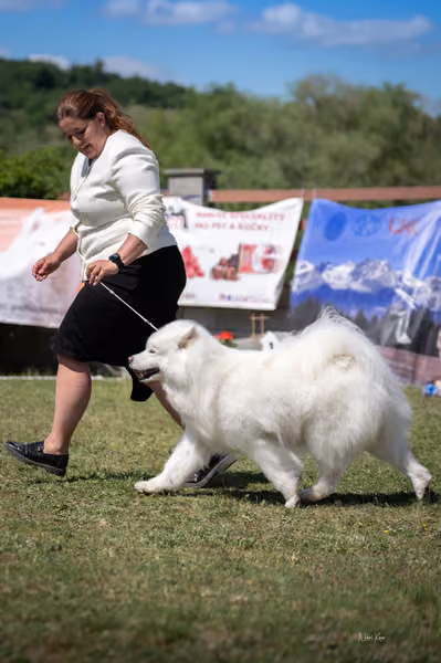 Samojed klub SK – Honor