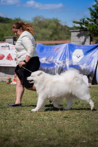 Samojed klub SK – Honor