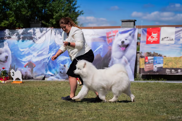 Samojed klub SK – Honor