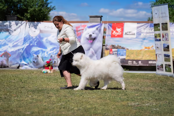 Samojed klub SK – Honor