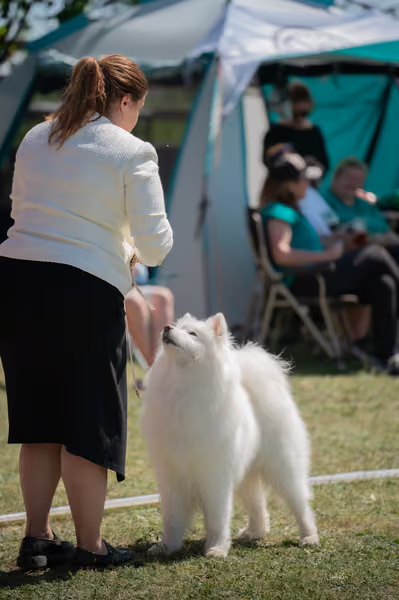 Samojed klub SK – Honor