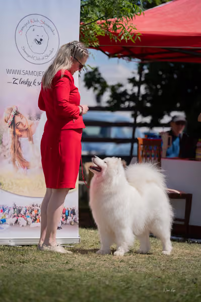 Samojed klub SK – Honor