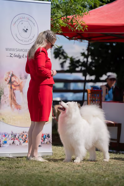 Samojed klub SK – Honor