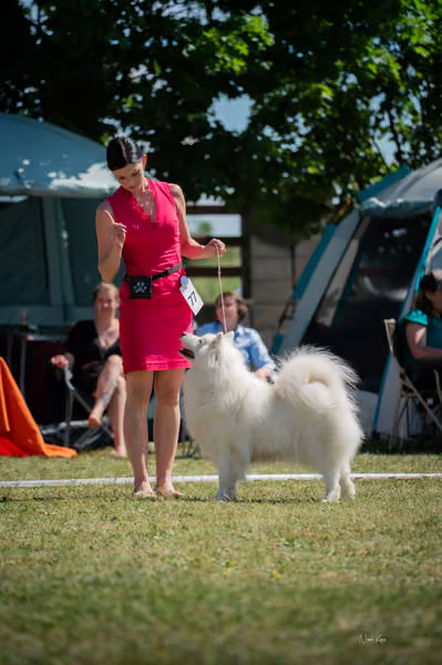 Samojed klub SK – Honor