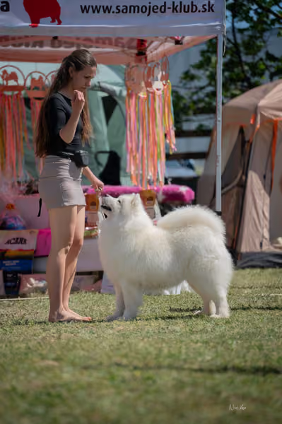 Samojed klub SK – Honor