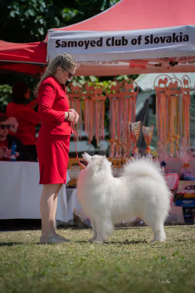 Samojed klub SK – Honor