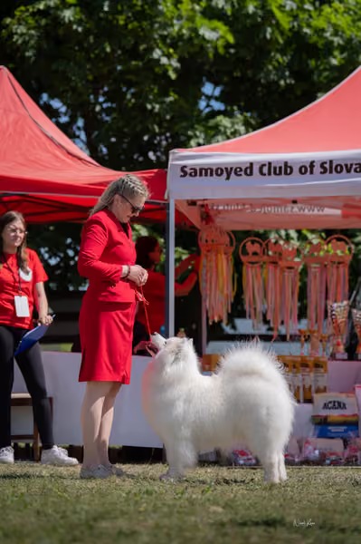 Samojed klub SK – Honor
