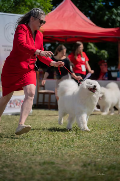 Samojed klub SK – Honor