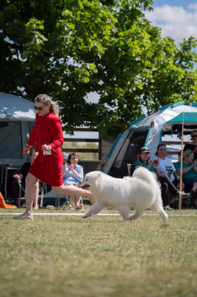 Samojed klub SK – Honor