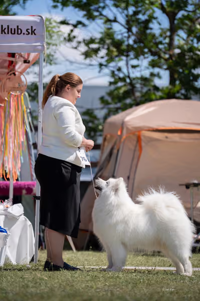Samojed klub SK – Honor