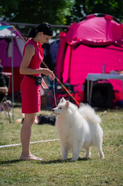 Samojed klub SK – Honor