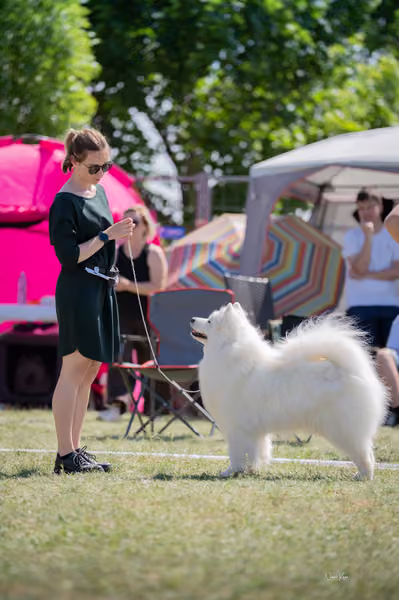 Samojed klub SK – Veterán