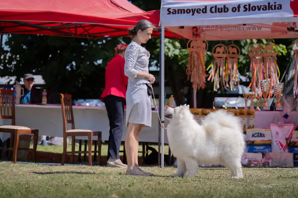 Samojed klub SK – Veterán