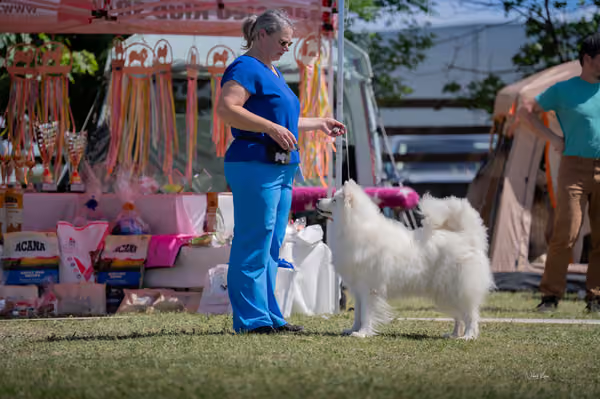 Samojed klub SK – Veterán