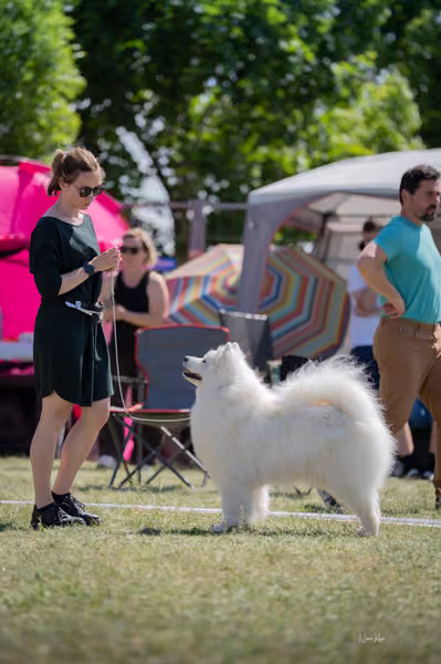 Samojed klub SK – Veterán