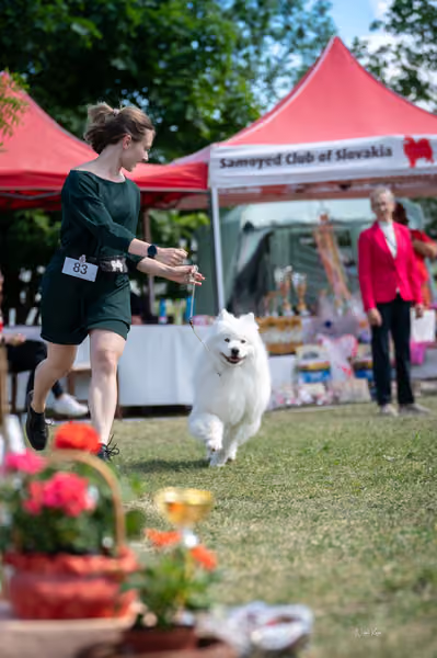 Samojed klub SK – Veterán