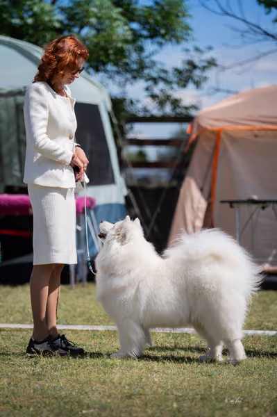 Samojed klub SK – Veterán