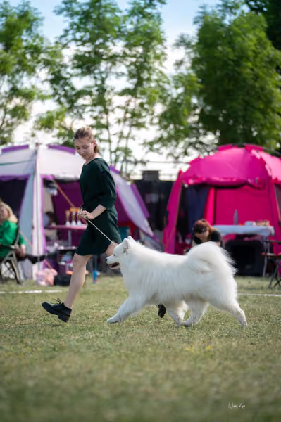 Samojed klub SK – Veterán