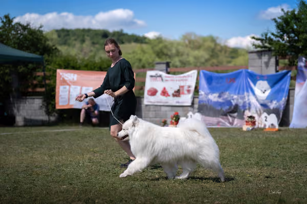 Samojed klub SK – Veterán