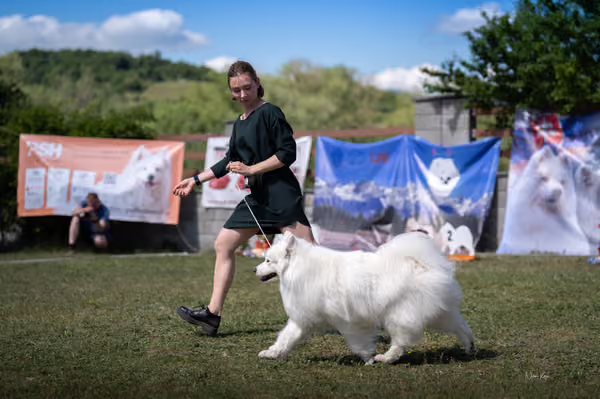 Samojed klub SK – Veterán