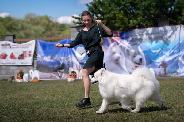 Samojed klub SK – Veterán