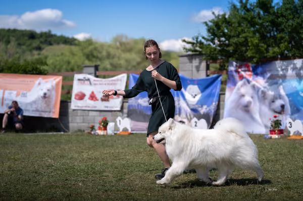 Samojed klub SK – Veterán