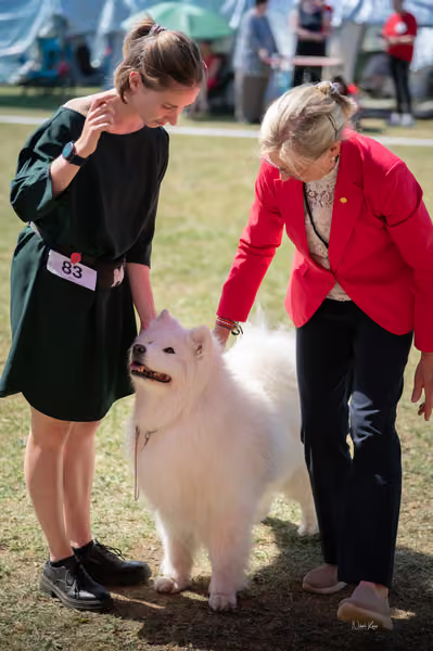 Samojed klub SK – Veterán
