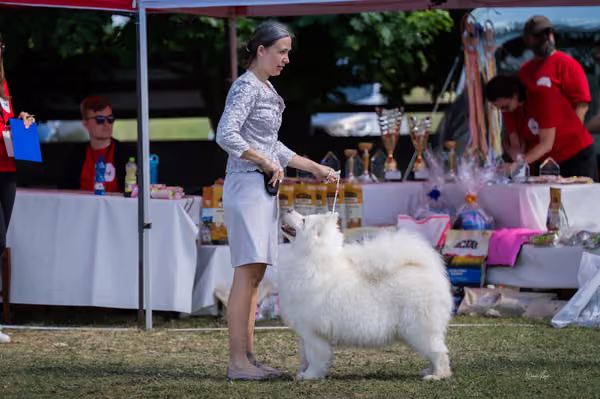 Samojed klub SK – Veterán