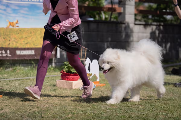 Samojed klub SK – Veterán