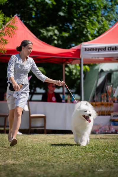 Samojed klub SK – Veterán