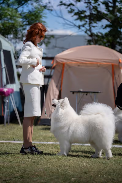 Samojed klub SK – Veterán