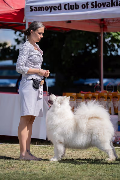 Samojed klub SK – Veterán