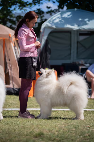 Samojed klub SK – Veterán