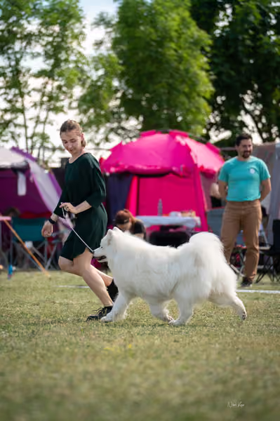 Samojed klub SK – Veterán